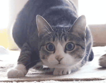 论鸡头的稳定性测试,和喵星人的振动模式相比,哈哈哈哈哈哈!