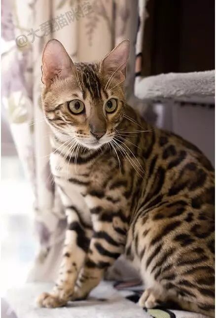 世界上最贵的十种猫第一名你绝对想不到