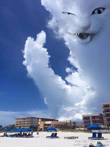 铲屎官,本喵爷爷作为宇宙的主宰,今天才给我半盒小鱼干,从心里鄙视你