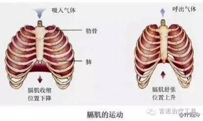 你需要一個足夠深的呼吸,讓空氣可以深入到腹部,這樣可以為身體提供