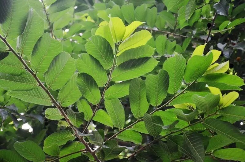 天下奇毒"见血封喉"的果实甜甜的,来一颗么骚年?