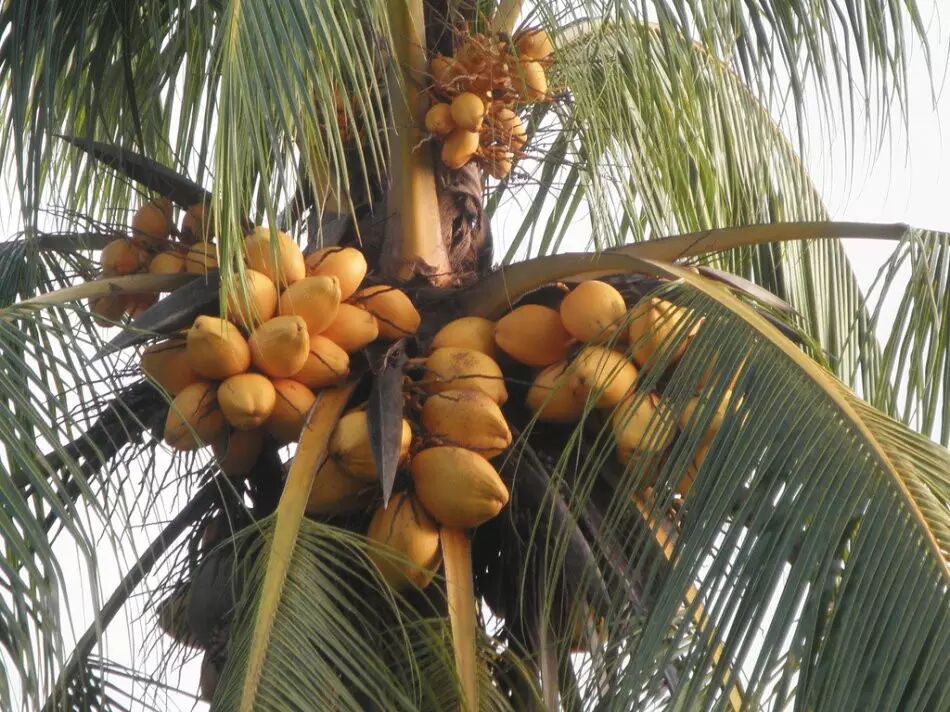 马来亚红矮椰子