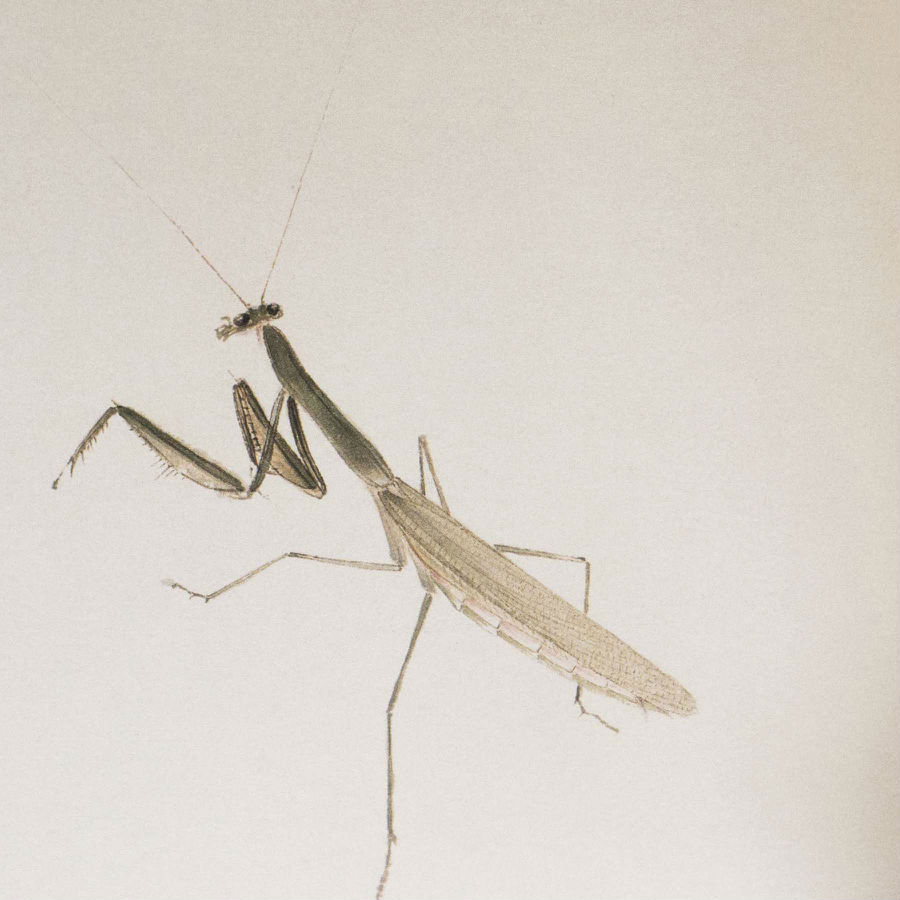 齐白石笔下的虫