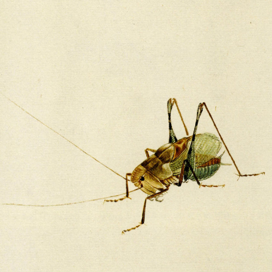 齐白石笔下的虫