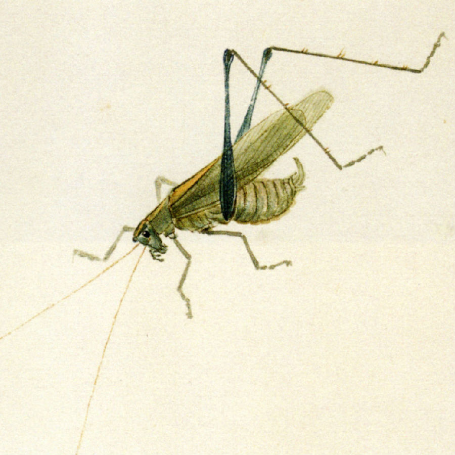 齐白石笔下的虫