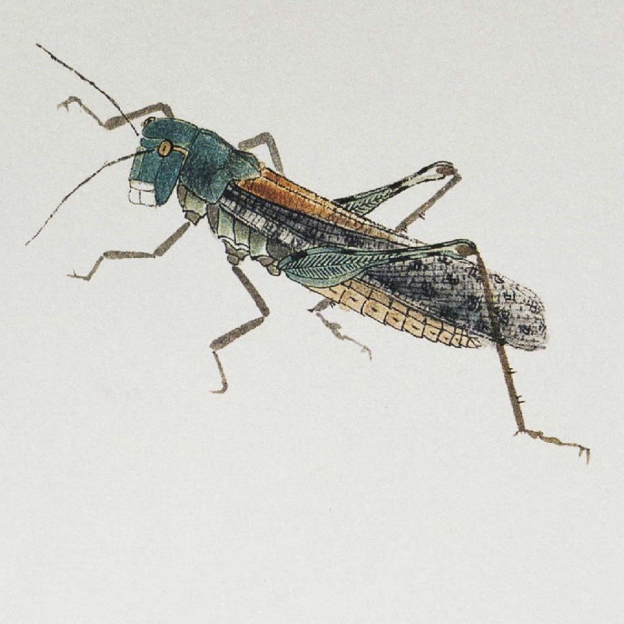 齐白石笔下的虫