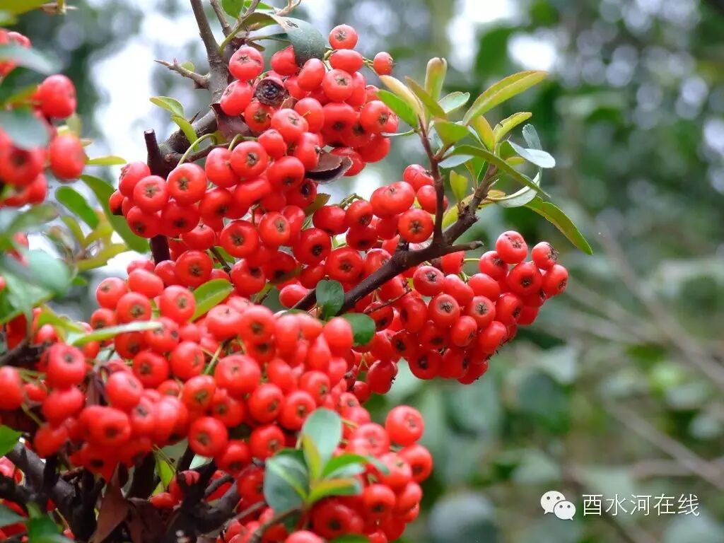 武陵山酉水河,家乡的"野果野泡"那是你对远去童年深深的记忆,对久别