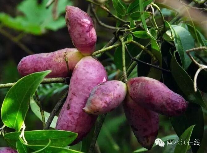 八月瓜又名八月炸,中药名称"预知子".三叶木通的[1]果实,野生果品.