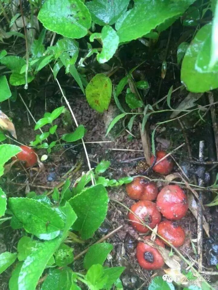 武陵山酉水河,家乡的"野果野泡"那是你对远去童年深深的记忆,对久别