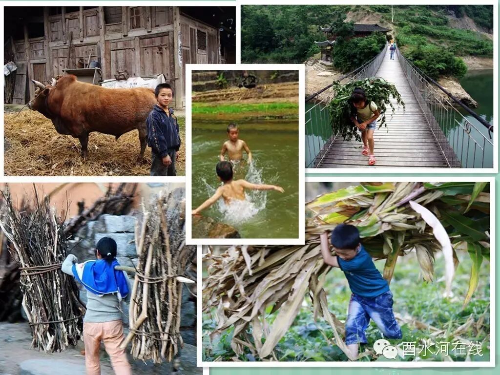 家乡的"野果野泡"那是你对远去童年深深的记忆,对久别故乡浓浓的思念