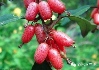 武陵山酉水河,家乡的"野果野泡"那是你对远去童年深深的记忆,对久别