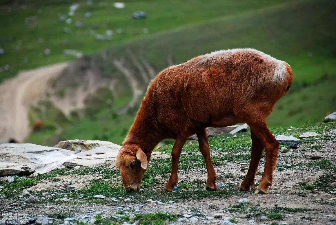 下面让我们来一同见证一只烤全羊的诞生 ▽ ▽ 选羊 精选新疆阿勒泰羊