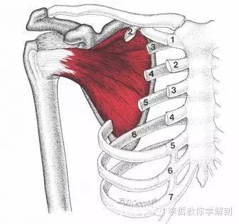 肩胛下肌作用及其檢查 李哲教你學解剖 微文庫