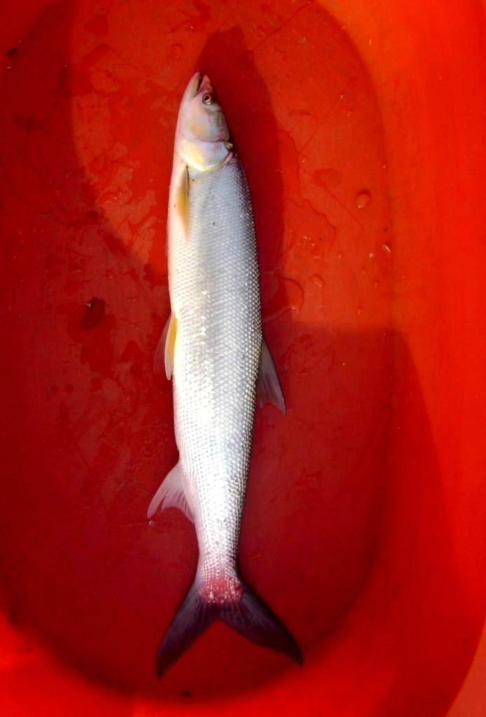 大家都来看看丹江口水库的鱼