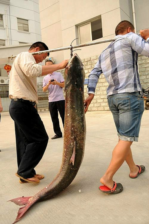 大家都来看看丹江口水库的鱼