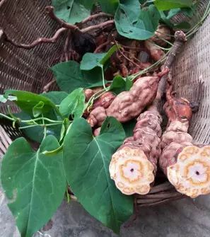 何首烏頻惹禍 「中藥無副作用」是錯誤