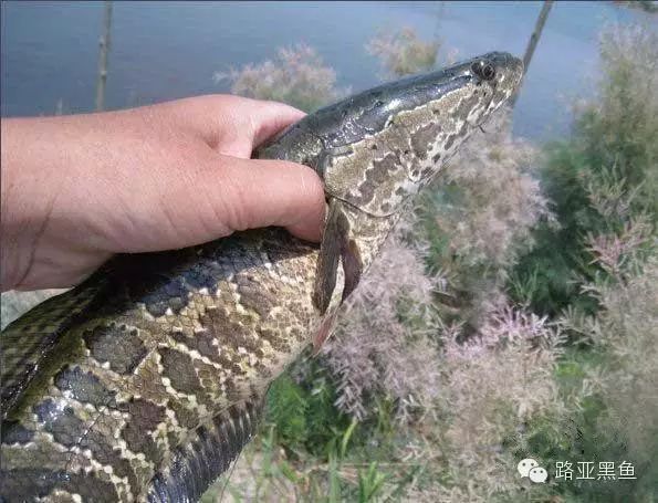 雷蛙釣黑魚分析(長篇乾貨)