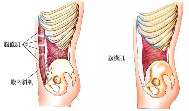 腹横肌是一种怎样的存在 海文普拉提维密瘦身 微信公众号文章阅读 Wemp