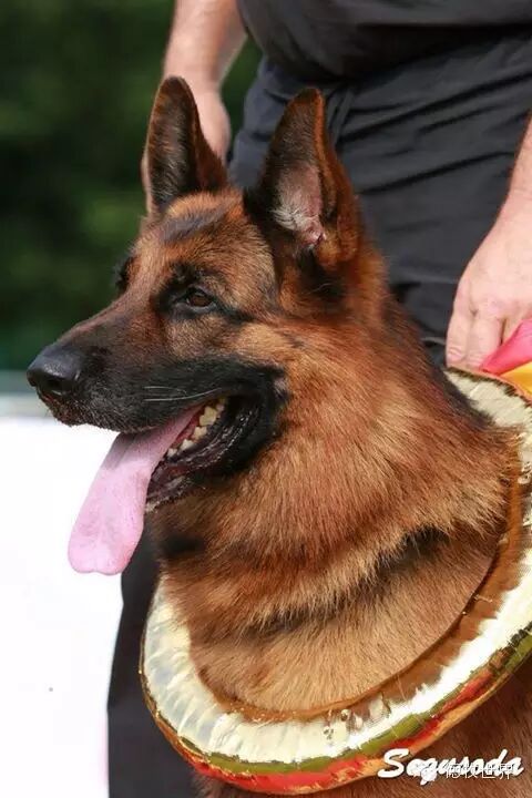 头之灵魂 德国牧羊犬之美-德牧世界公众号