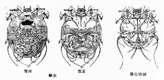 执业兽医的复习资料之——兽医寄生虫学 执业兽医的复习资料之——兽医寄生虫学