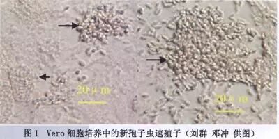 执业兽医的复习资料之——兽医寄生虫学 执业兽医的复习资料之——兽医寄生虫学