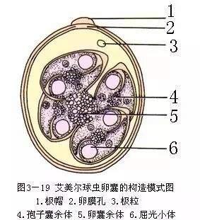 执业兽医的复习资料之——兽医寄生虫学 执业兽医的复习资料之——兽医寄生虫学