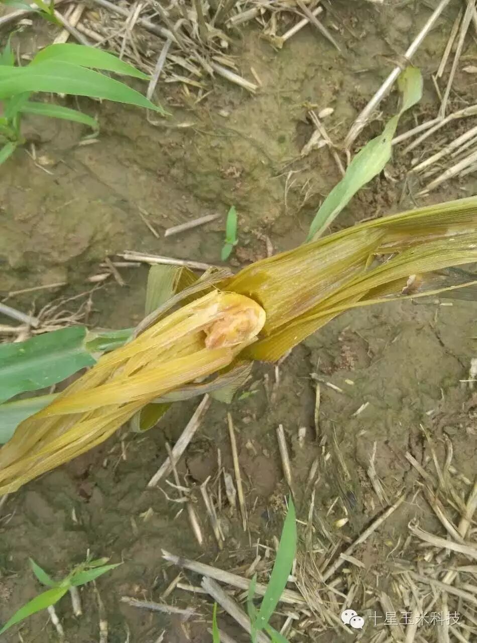 警惕玉米细菌性茎腐病图片来自邢台临西县
