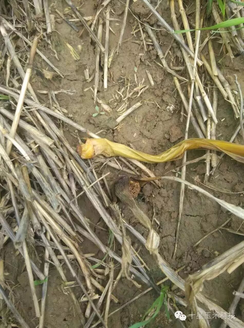 警惕玉米细菌性茎腐病图片来自邢台临西县