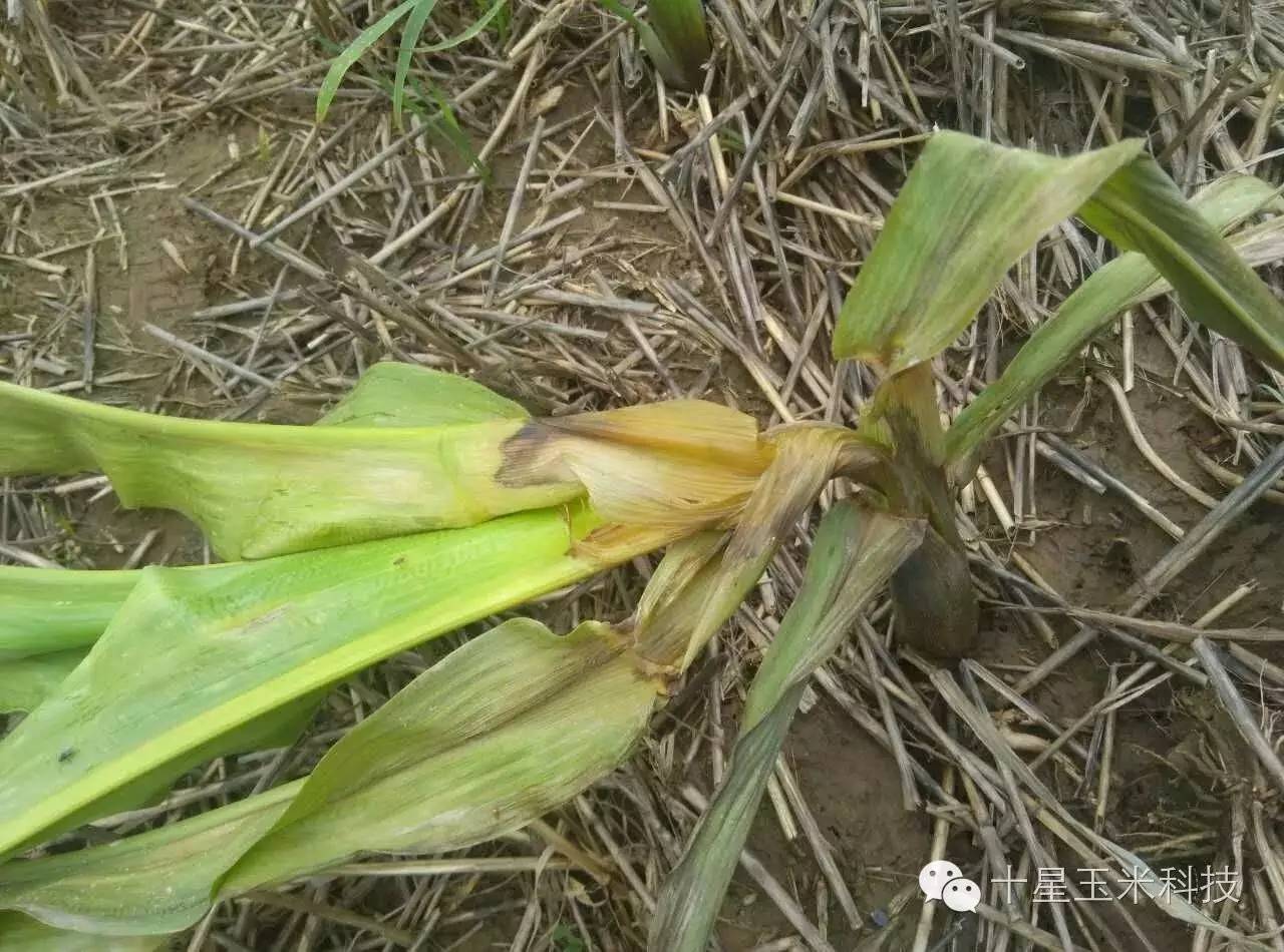 警惕玉米细菌性茎腐病图片来自邢台临西县