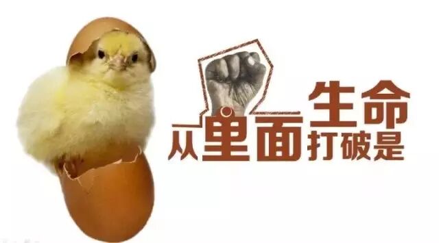 鸡蛋从外打破是食物从内打破是生命
