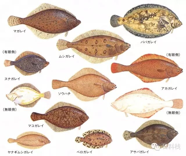 鮃與鰈 讀完23本書只為給你講兩條魚的故事 丸食堂 微文庫