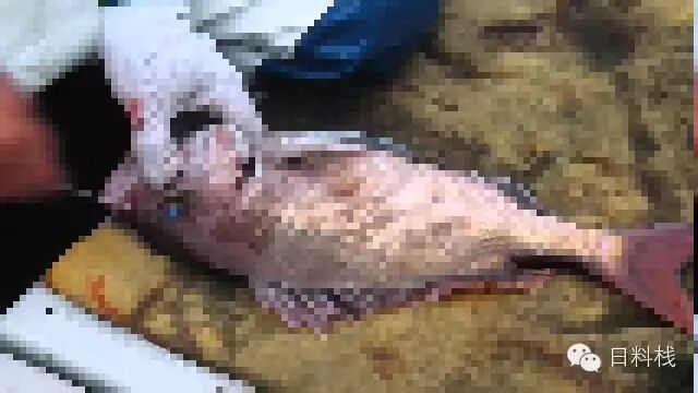 霓虹金的鯛魚情結 二 鯛魚料理 丸食堂 微文庫