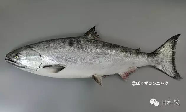 高級日本料理店不會有三文魚 是真的嗎 丸食堂 微文庫