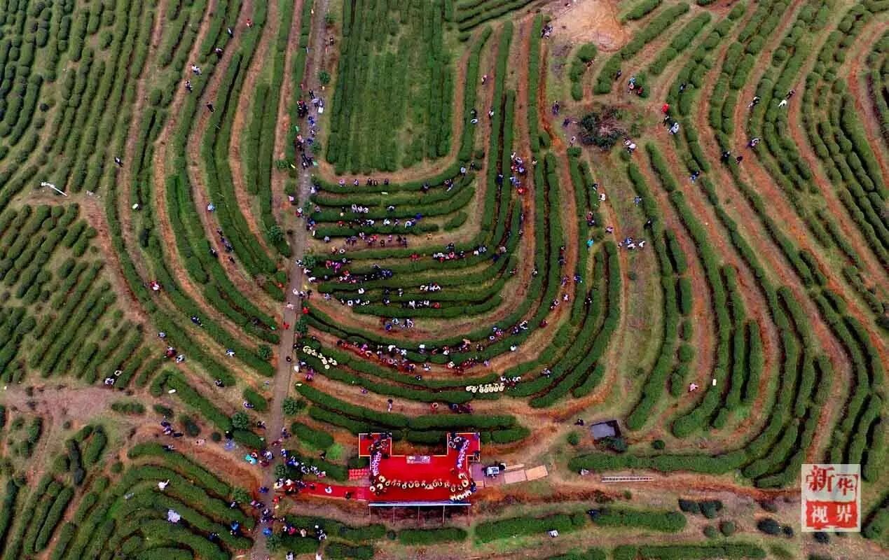 俯瞰福建晋安宦溪镇的春伦休闲观光生态茶园(2016年3月19日摄).