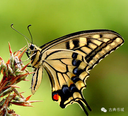 今天就给大家科普下蝴蝶的