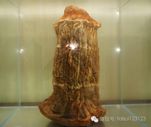 探索神秘生物 太岁 肉灵芝 太岁金波生物科技有限公司