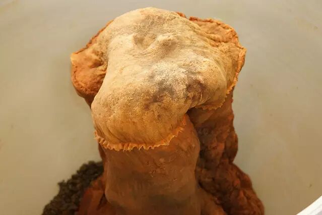 如何分辨真假太岁?