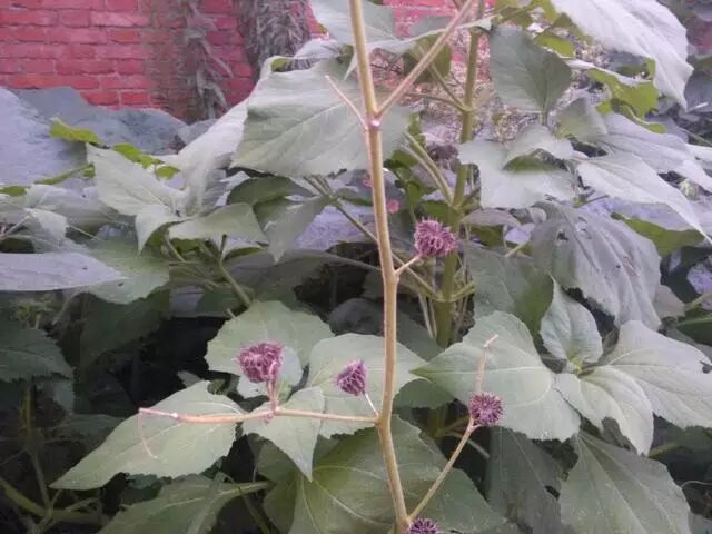 老家叫麻,人们种这个主要是用来搓麻绳子用,不过野生的多,一般长不高.