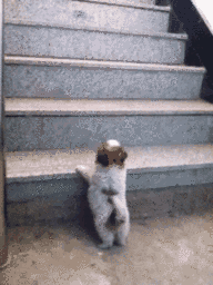 家裡汪星人上樓梯，最後被喵星人嘲笑了! 寵物 第12張