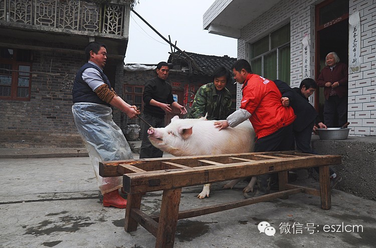张三杀猪佬:(心想既然在打电话催我,肯定水都烧翻老花了)他加紧了手上