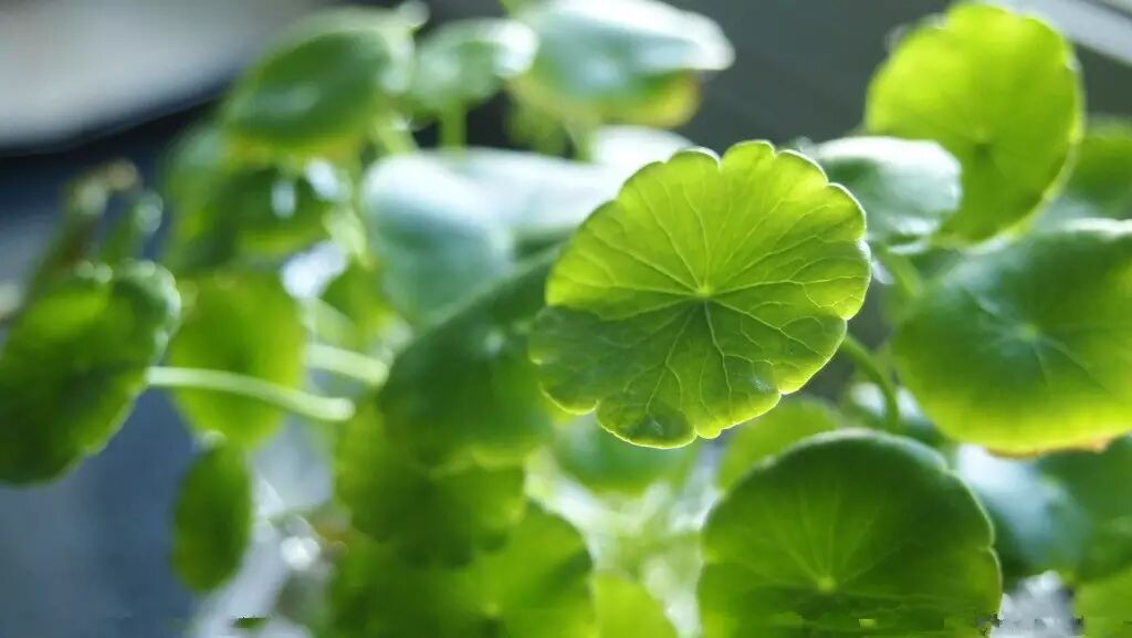 化妆品原料|积雪草