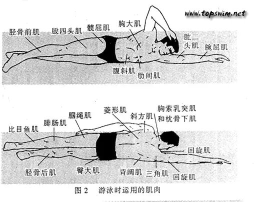 北京游泳教练培训