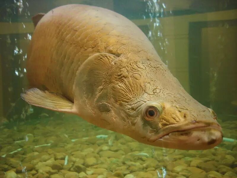 如银龙,澳洲龙数量庞大,不愁绝种;亚洲品系的龙鱼