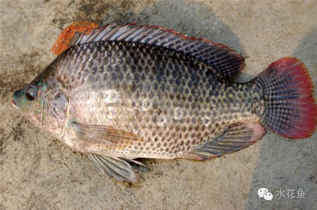 鱼的性别转化鱼雌性转化为雄性化技术