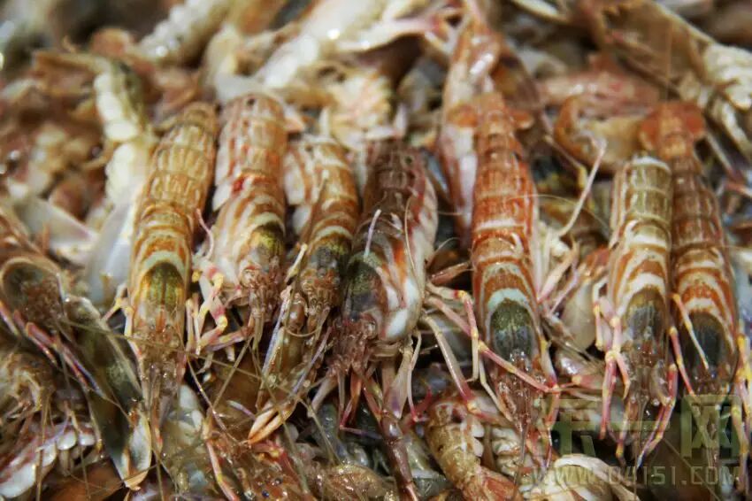 这种虾,东港人都叫"花豹虾".