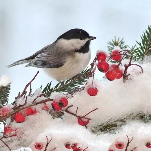 雪中精靈 美極 單反入門知識攝影技巧數碼拍客控 微文庫