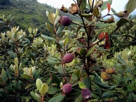 佛思果或者佛灯果.