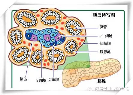 胰岛至少包含4种细胞,即α细胞,β细胞,δ细胞,pp细胞