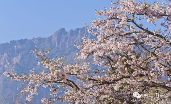 类似用尽一生去爱的文_阿里山在哪里_我用尽一生去追求完美与智慧