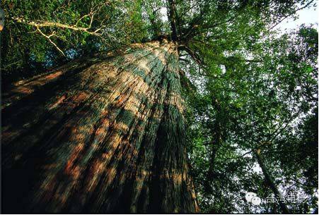 类似用尽一生去爱的文_我用尽一生去追求完美与智慧_阿里山在哪里